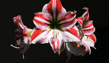 how do you prune an amaryllis