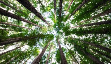 how to landscape under pine trees