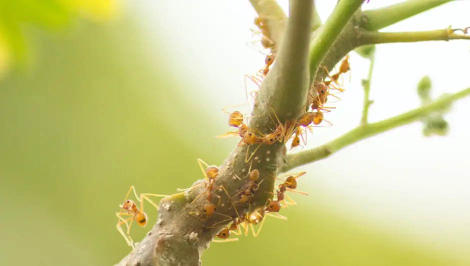 are woolly aphids harmful to humans
