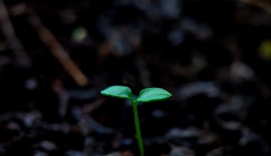 how to grow lettuce indoors during the winter