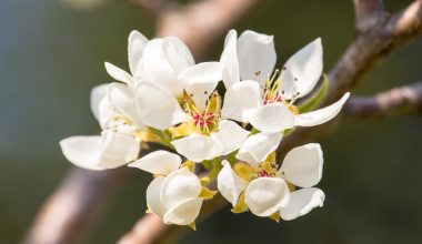 how to prune a pear tree nz