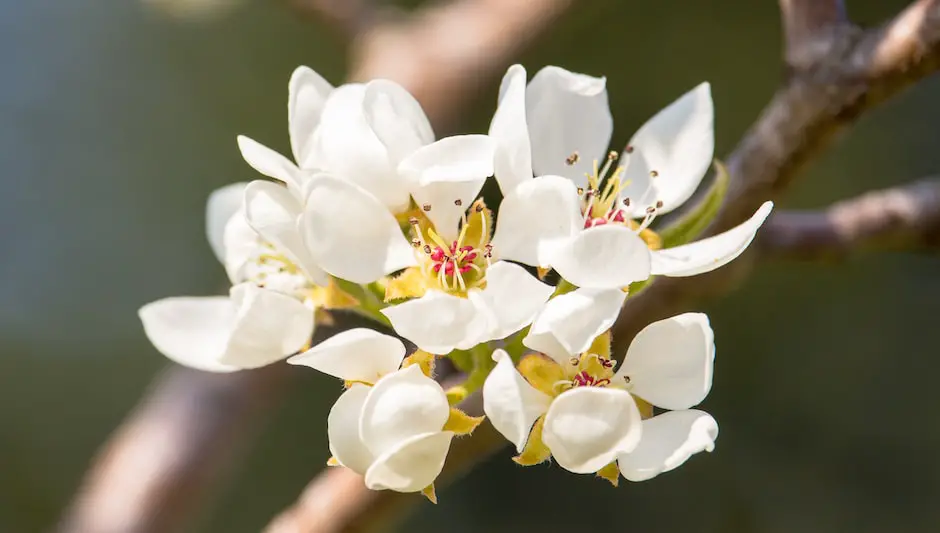 how to prune a pear tree nz