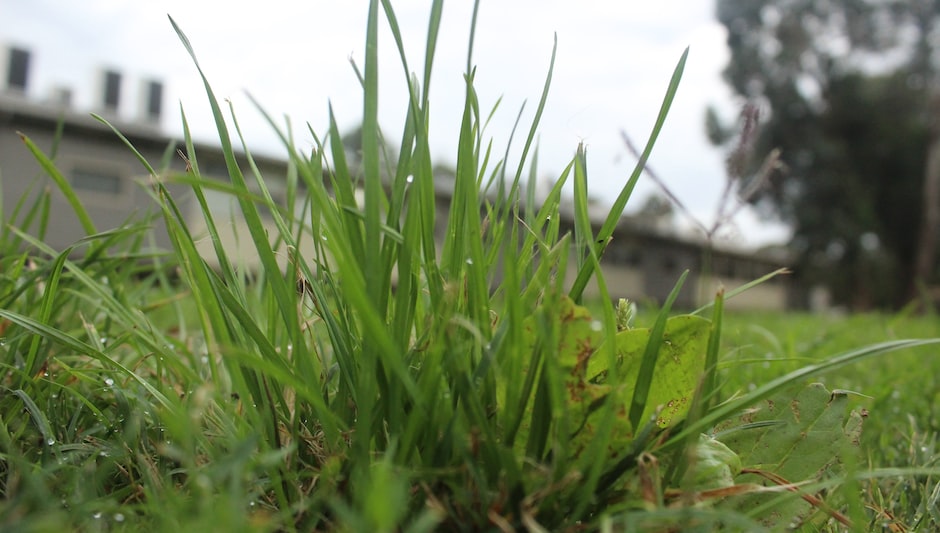 what does fescue grass look like