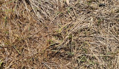 can you put compost on top of mulch