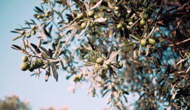 where does thistle bird seed come from