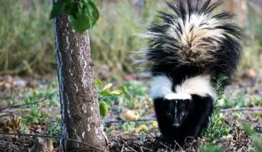 do skunks climb trees