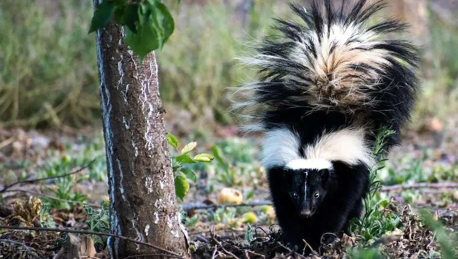 do skunks climb trees