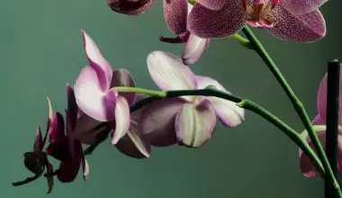 how to trim orchid flowers
