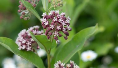 will milkweed grow in the shade