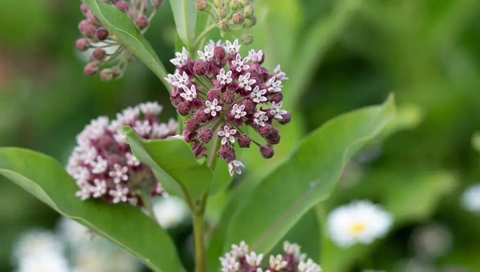 will milkweed grow in the shade