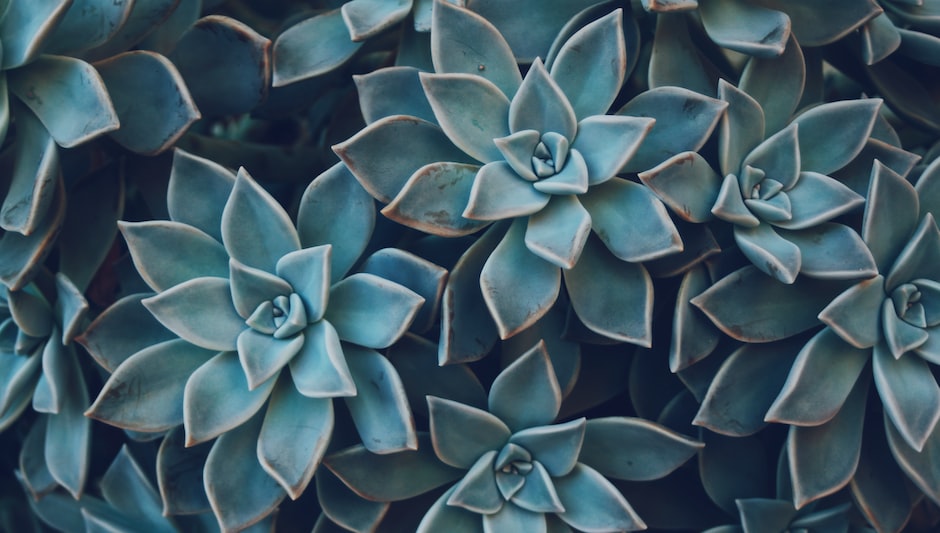 how to grow succulents in florida
