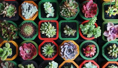 how to grow succulent garden