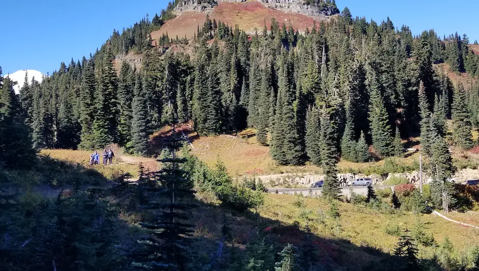 when is marijuana ready to harvest