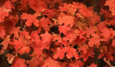 when is peak foliage in vermont 2018