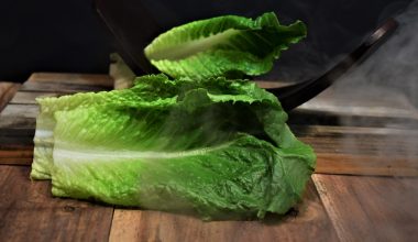 how to grow romaine lettuce seeds