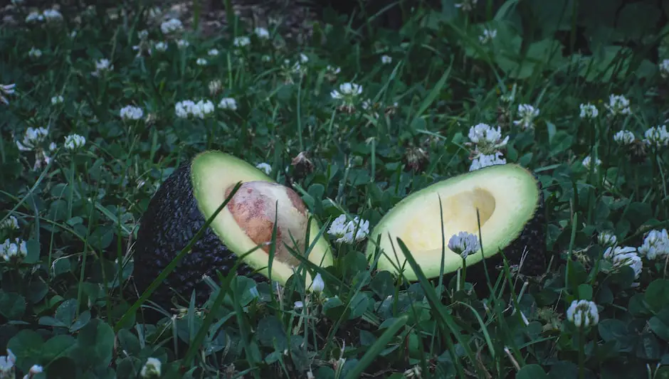 can i grow an avocado tree from a pit