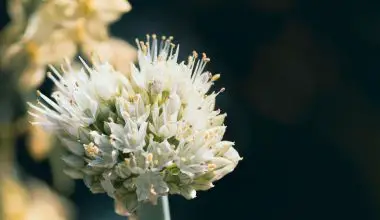 when to harvest wild onions