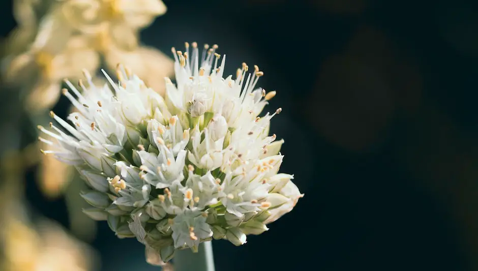 when to harvest wild onions
