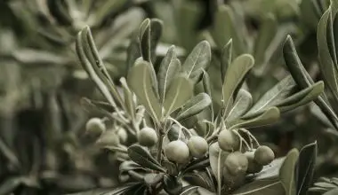 can olive trees grow indoors