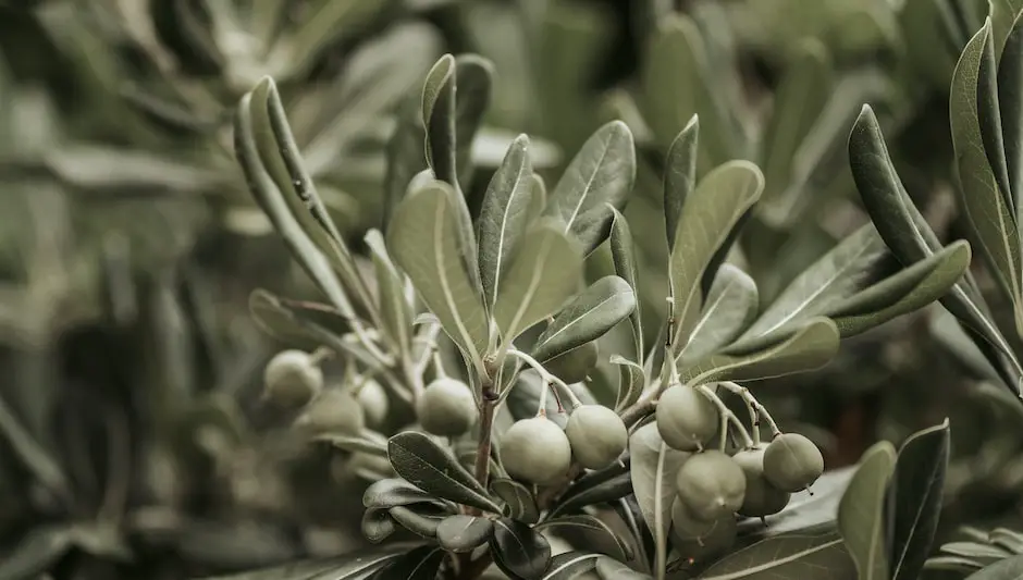 can olive trees grow indoors