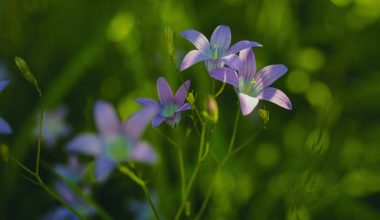 is campanula an annual or perennial