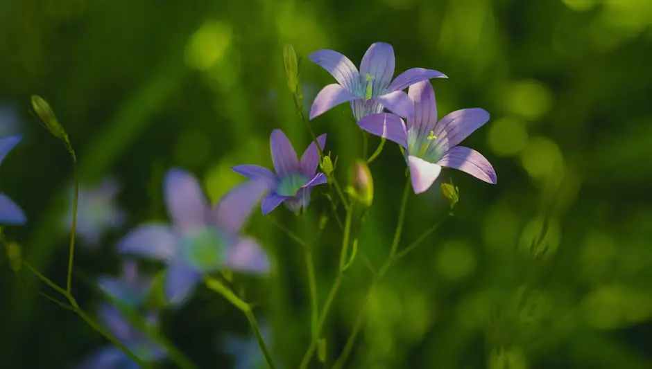 is campanula an annual or perennial