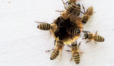 when do you harvest honey