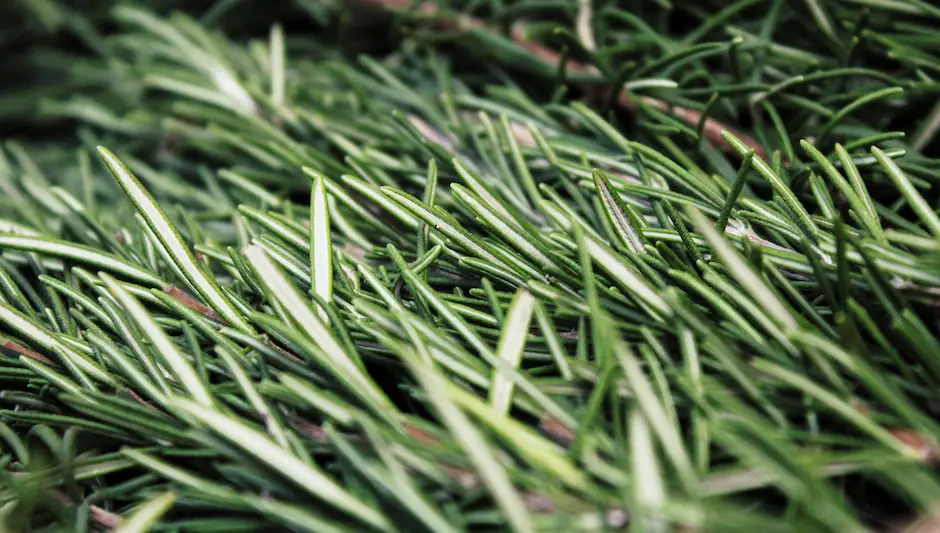 is rosemary an annual or perennial