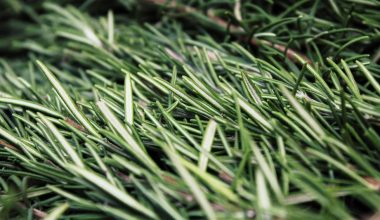 can rosemary grow indoors