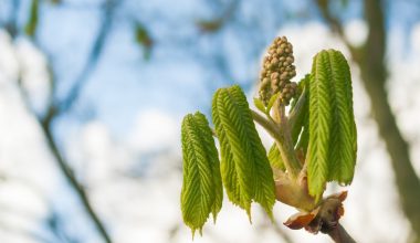 how long do horse chestnut trees take to grow