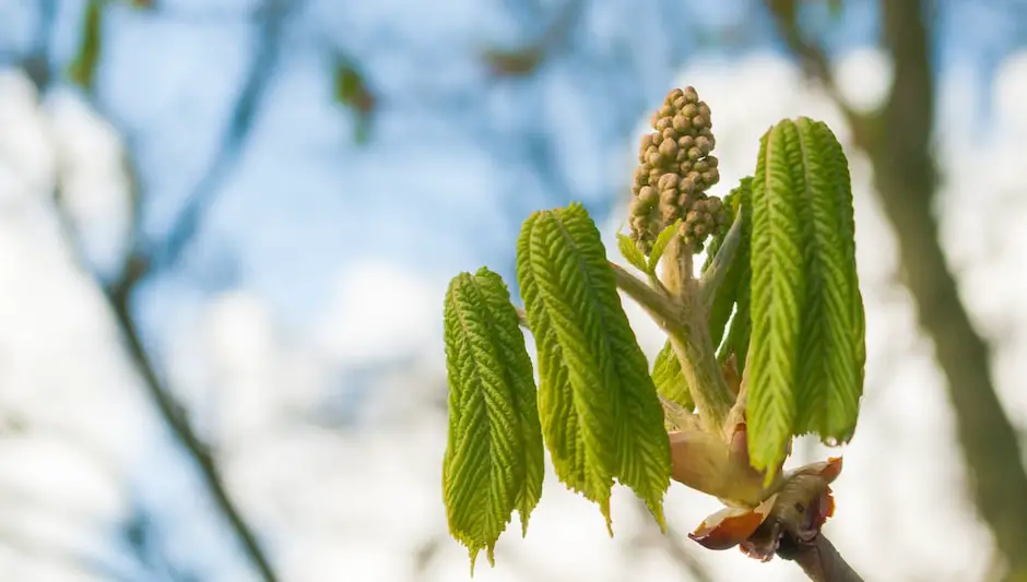 how long do horse chestnut trees take to grow