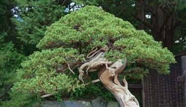 how long do bonsai trees take to grow