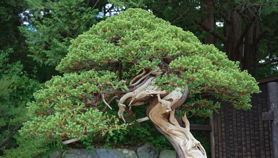 how long do bonsai trees take to grow