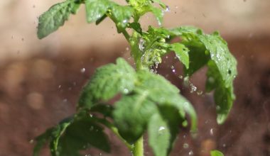 how to plant bonsai seeds