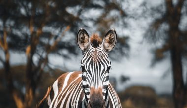 how to grow zebra plant succulent