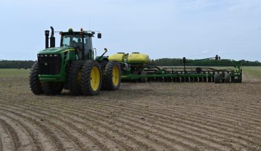 how tall do soybean plants grow