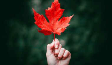 what maple tree has red leaves all year