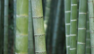 how to plant lucky bamboo in soil