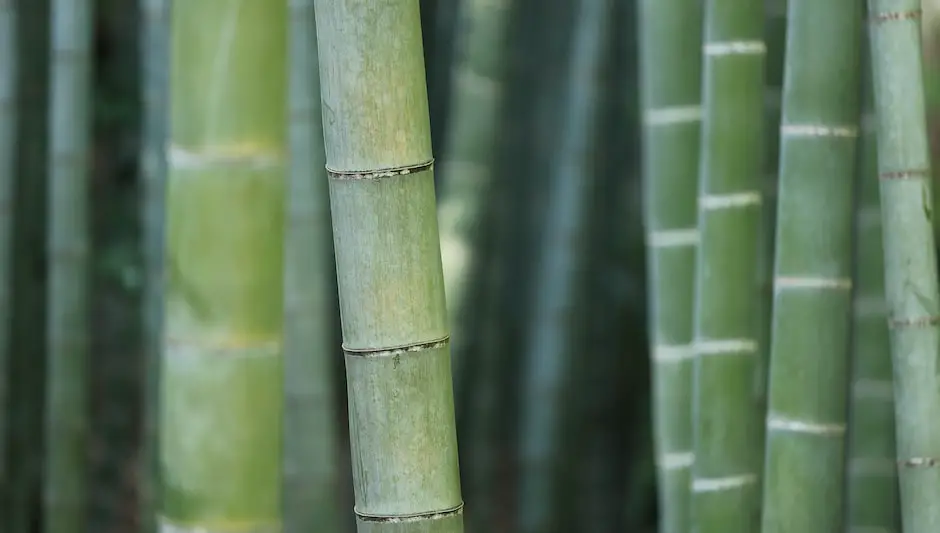 how to plant lucky bamboo in soil