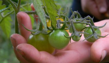 how to grow potted cherry tomatoes