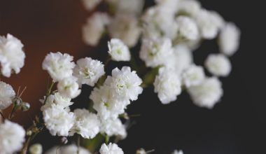 is baby breath annual or perennial