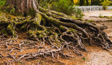 can you put landscape fabric over tree roots