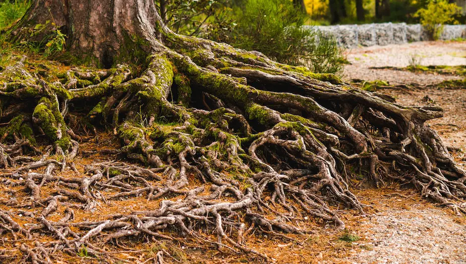 can you put landscape fabric over tree roots