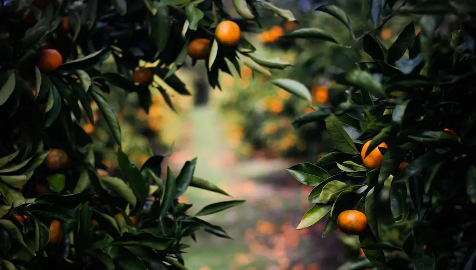 when do persimmon trees get leaves