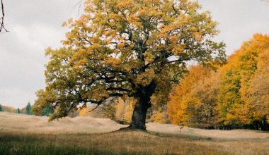 how to prune a live oak tree