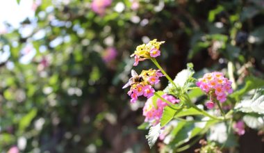 is lantana a perennial in zone 6