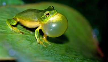 what does a tree frog look like