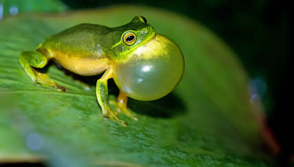 what does a tree frog look like