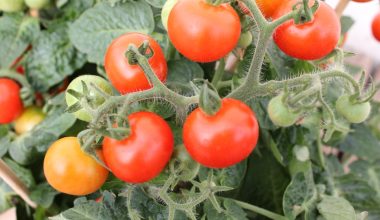 how to grow tomatoes hanging basket