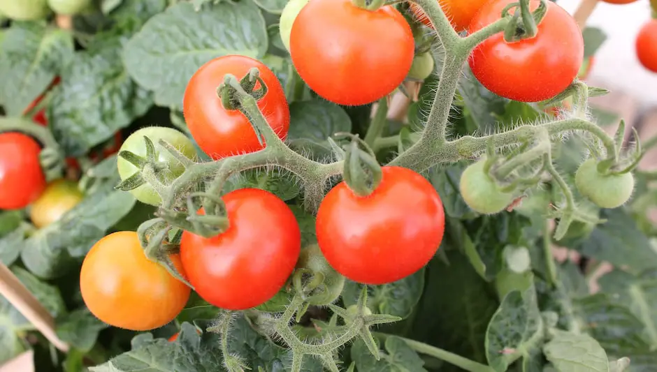 how to grow tomatoes hanging basket
